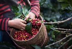 harvest arabica coffee, berries on branch, Organic Coffee