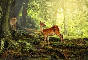 Nara Park, Japanese Deer Park, Nara, Japan