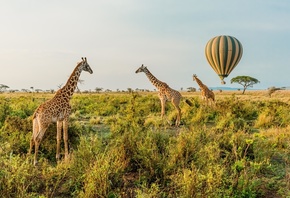 Balloon Safari, Serengeti National Park, Tanzania, hot air balloon
