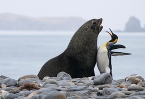 king penguin, Antarctic fur seal, South Georgia Island, southern Atlantic o ...