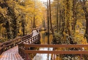 autumn, bridge surrounded by trees, nature