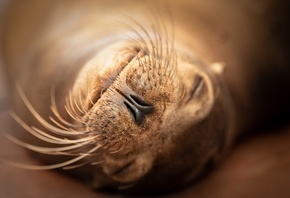 sea lion, Galapagos Islands, Ecuador