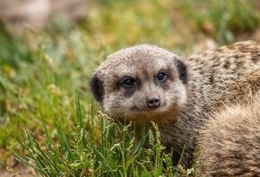 Animal, Green Grass, Meerkat