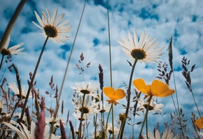 Meadow Flowers, cloudy sky, nature