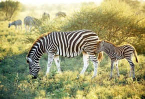 Madikwe Hills Private Game Lodge, African Safaris, wildlife, zebra