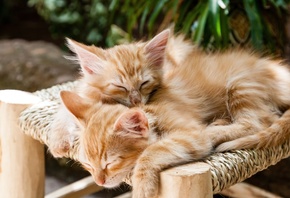 sleeping cats, kittens, pets, cute, animal