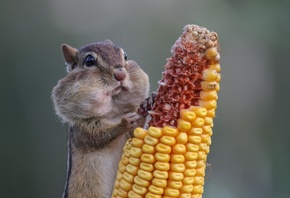 animal, Eastern Chipmunk, corn, Wasaga Beach, Ontario, Canada