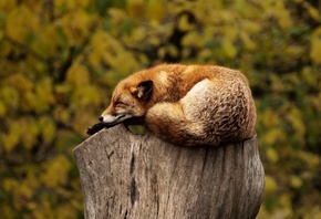 Sleep, Wildlife, fox