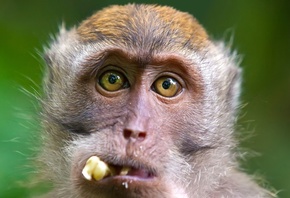 crab-eating macaque, Ubud Monkey Forest, Bali, Indonesia