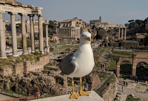 Roman Forum, big seagull, Rome, Italy