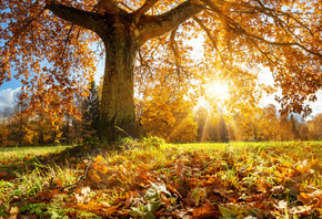 autumn, sun, nature, tree, leaves