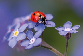 spring, nature, ladybird