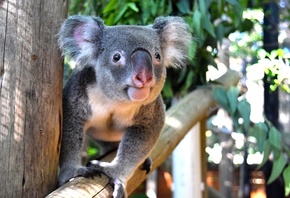 Palm Beach Zoo, Florida, koalas