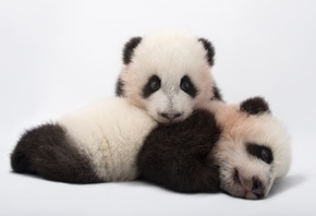 Zoo Atlanta, giant panda cubs, Ailuropoda melanoleuca