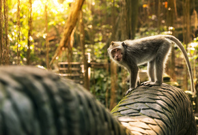 crab-eating macaque, Ubud Monkey Forest, Bali, Indonesia