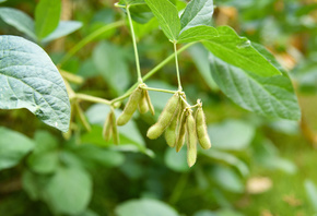 Soybean, Agriculture, Nature