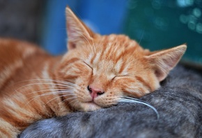 Pets, Kitten, Cat, Dream, Mammal