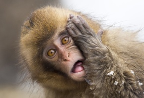 Wildlife, Japanese macaque, snow monkey, Jigokudani Monkey Park, Japan