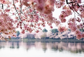spring, Elegant Pink Cherry Blossom, Washington DC