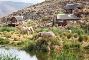 South Africa, Safari, Aquila Private Game Reserve