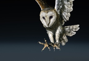 Owl, Bird, dusk hunting