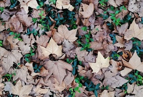 forest, ground, leaves, texture