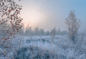 frosty morning, autumn, fog, cold landscape