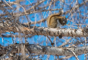 Wildlife, Squirrels, Winter