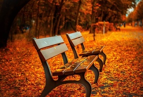 bench, leaf, autumn, park