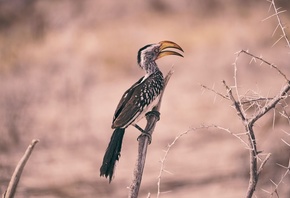 Southern yellow-billed hornbill, Etosha National Park, Namibia