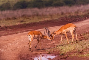 Southern Africa, Impala Antelopes, Safari