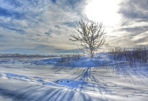 nature, winter, Slovakia, morning, lonely tree