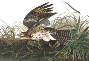 Winter Hawk, John James Audubon, Birds of North America