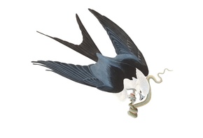 swallow-tailed kite, John James Audubon, Birds of North America
