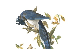 Birds of America, John James Audubon, Columbia Jay