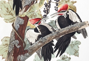 John James Audubon, The Birds of America, Pileated Woodpecker, Dryocopus pileatus