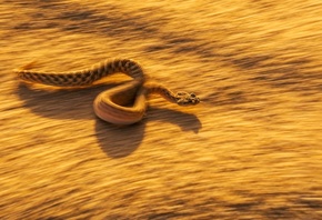 animals, desert, dangerous snake