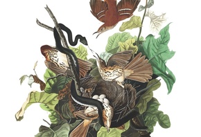 Brown thrasher, Ferruginous Thrush, The birds of America, John James Audubon, Black Snake