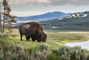 Nature, Lamar Valley, American Bison, Yellowstone National Park