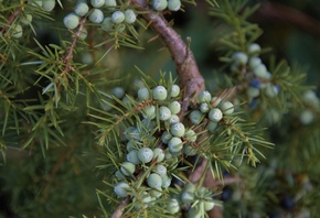 wood, Juniper berry, juniper tree