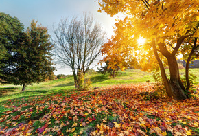 autumn, forest landscape, green nature