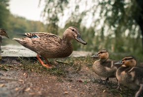 mallard, nature, duck, lake