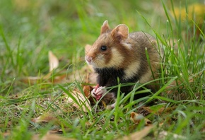 wildlife, European Field Hamster, Animals
