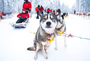 Winter Experience, Husky Safari, Rovaniemi, Finland