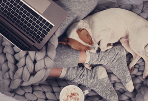 notebook, hot chocolate, sleeping dog, Jack Russel Terrier