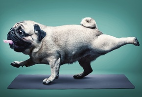 Yoga, Pug, Happy Dog, Healthy Mode