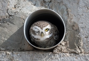 bird, spotted owl, India