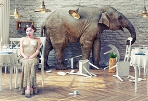 exotic wildlife, elephant in the restaurant, natural world