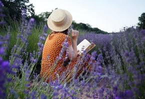 lavender field, France, flowers