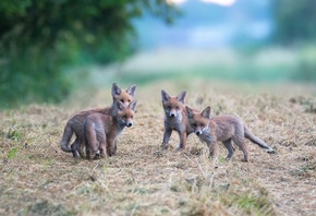 Luxembourg, fox children, wildlife